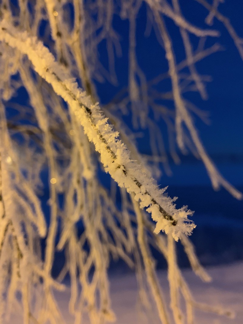 Neige glacée sur un arbre 