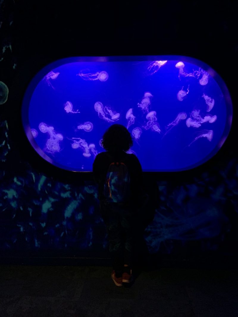 Aquarium méduse