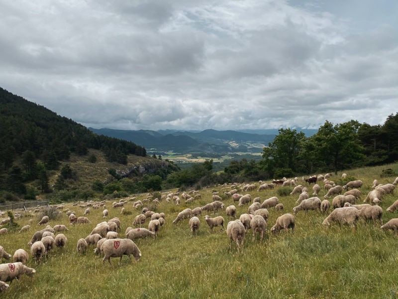 moutons dans le Vercors