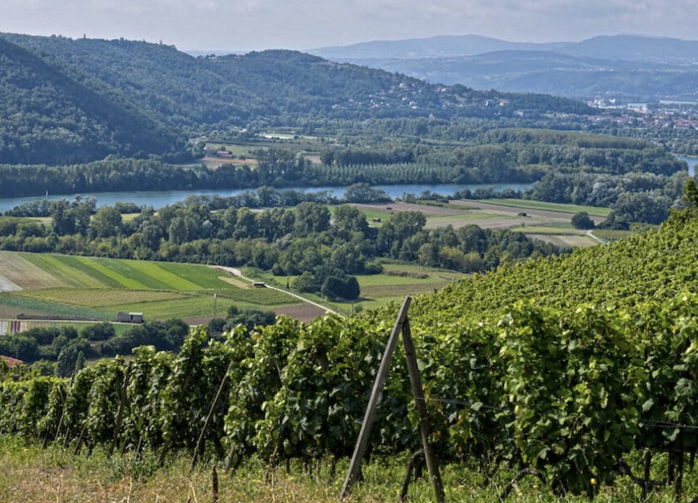 Balade de l'Arbuel aux Coteaux (Condrieu)