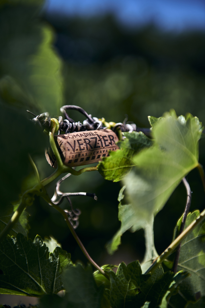 Wine Notes au Domaine Verzier à Chavanay - Le vendredi 5 juillet 2024