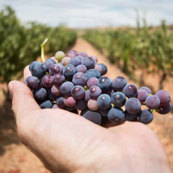 Fête des vendanges à Saint-Vérand - le samedi 28 septembre 2024