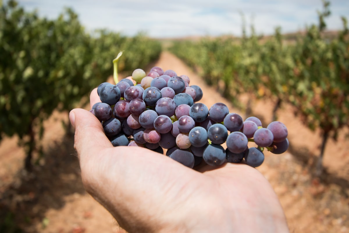 Fête des vendanges à Saint-Vérand - le samedi 28 septembre 2024