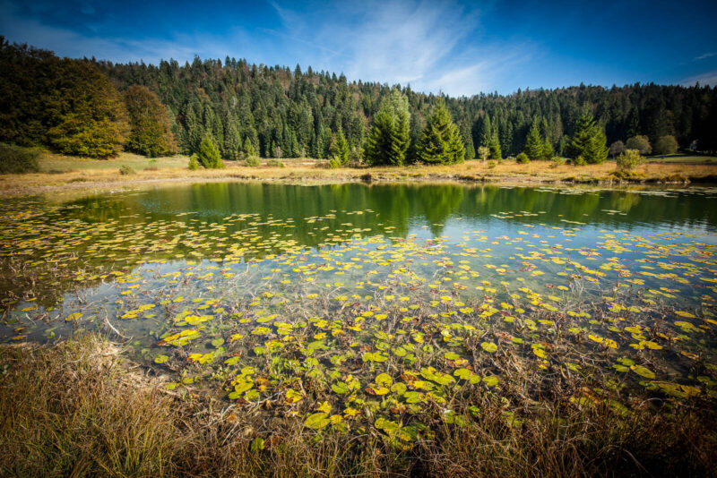 Lac Genin