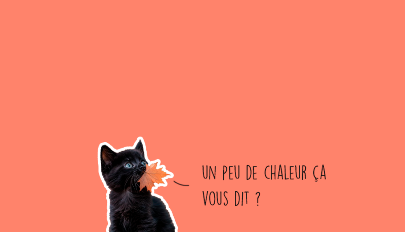 Que faire à Lyon ce week-end ? (15, 16 et 17 novembre 2024)