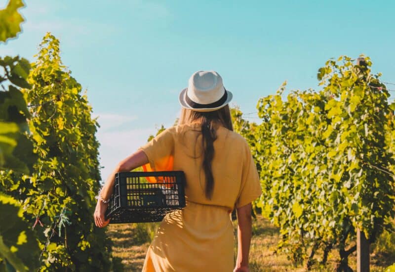 Dégustation « Vins de vigneronnes » à La Boucherie
