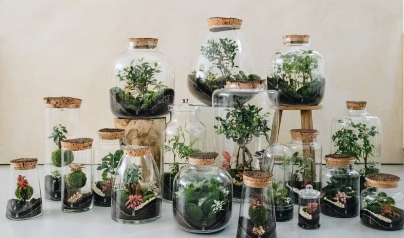 top meilleurs magasins acheter plantes onno terrarium lyon