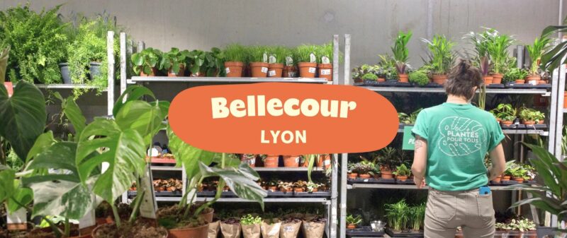 plantes pas chères a lyon plantes pour tous lyon