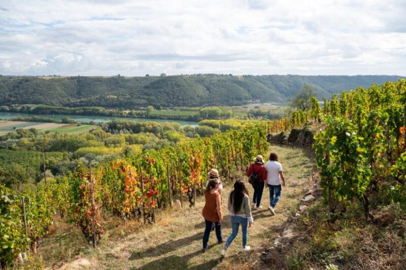 balade dans les vignes automne