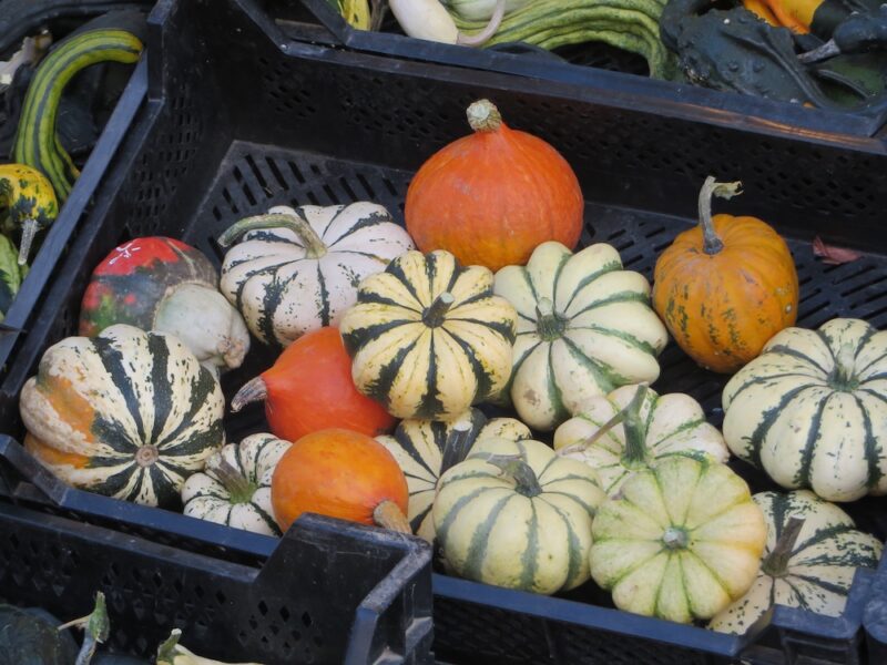 Fête de la Courge