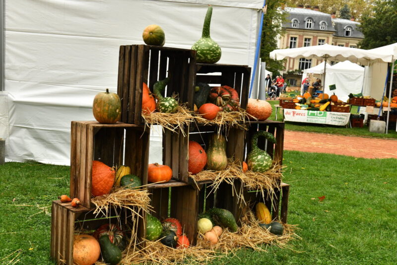 presentation de courges et autres cucurbitacees photo d archives progres eric baule 1634232823