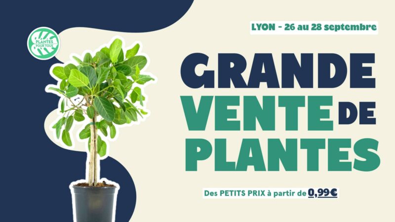 Que faire à Lyon ce week-end ? (26, 27 et 28 septembre 2025) Du 26 au 28 septembre 2025, faites le plein de plantes chez In-Sted.