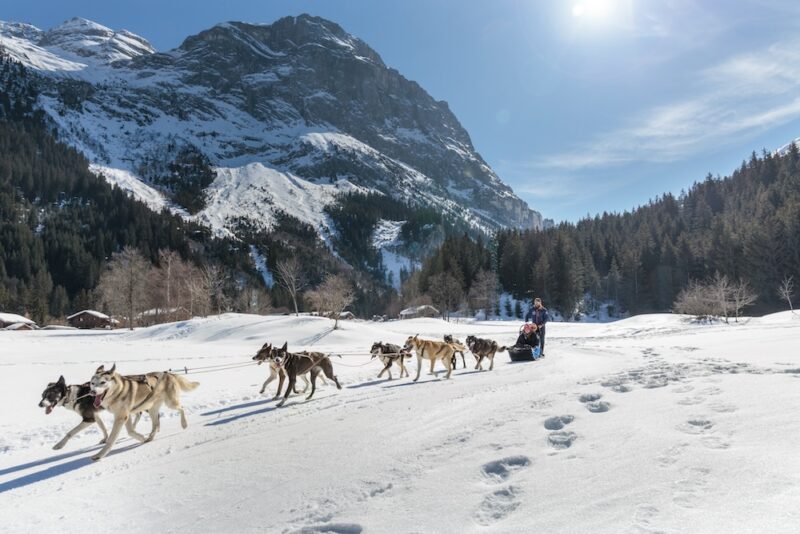 7 bonnes raisons d’aller passer un week-end (ou plus) à Pralognan-la-Vanoise cet hiver Chiens traineaux ©Guillaume Grasset Office de Tourisme de Pralognan la Vanoise