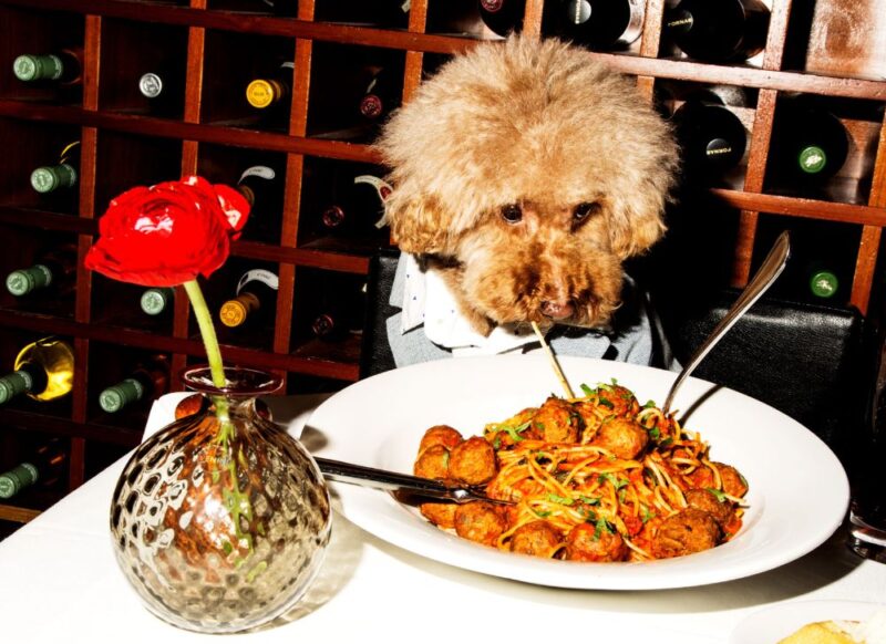 Restaurant pour chien Lyon