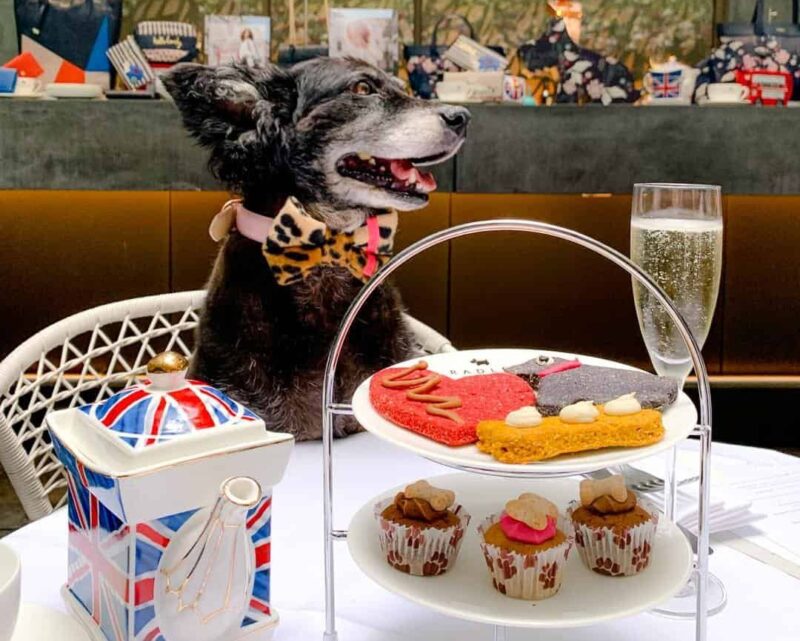 Brunch chien Lyon