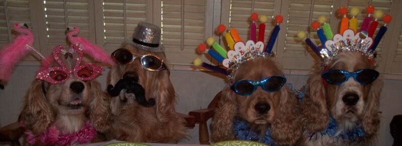 Celebrez l'anniversaire de votre chien