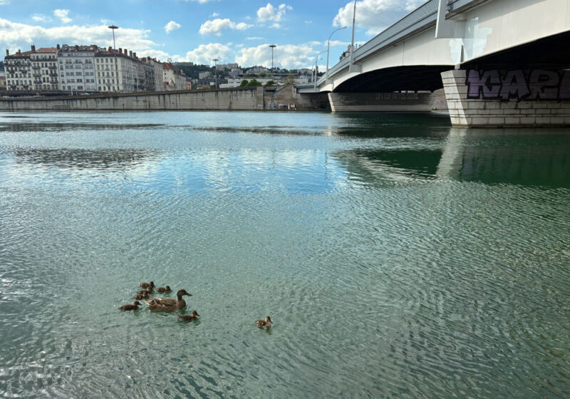 Que faire à Lyon cette semaine ? (du 13 au 17 juillet 2026)