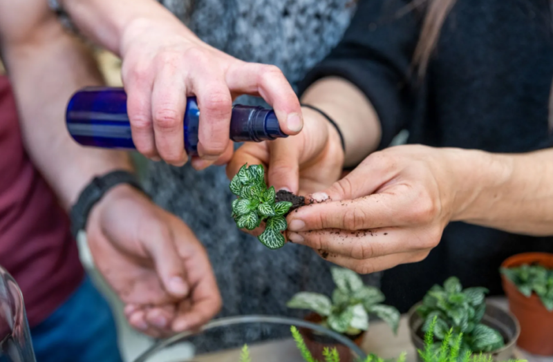 Cadeau fête des Pères : atelier jardin zen