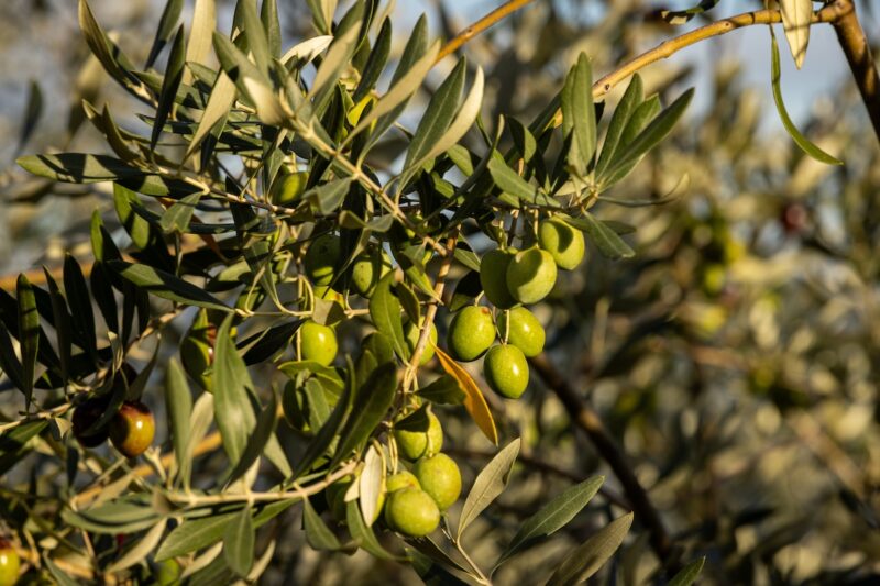 5 bonnes raisons de faire une escapade gourmande à Grignan cet automne olives 1