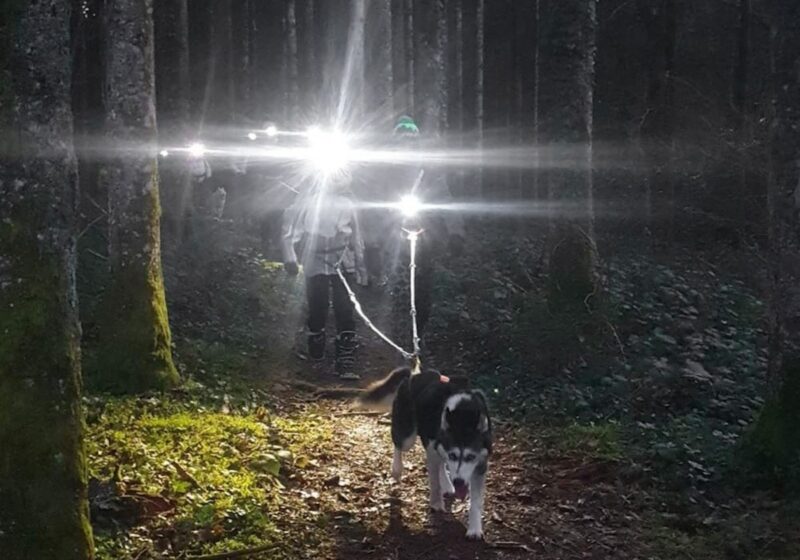 Randonnée canine de nuit